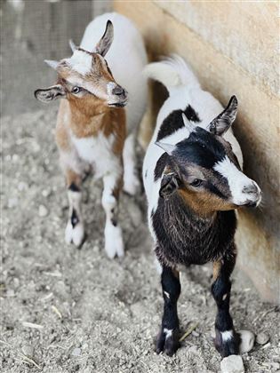 Lisl und Heidi