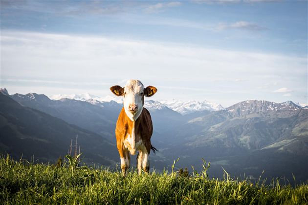 Eine Kuh steht auf einer grünen Wiese mit Bergen im Hintergrund. Der Himmel ist klar und die Landschaft ist malerisch.