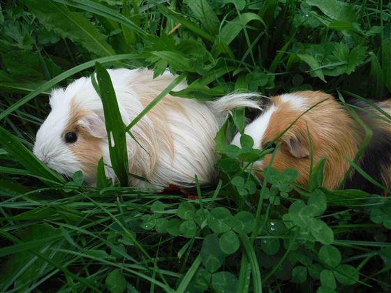 Meerschweinchen