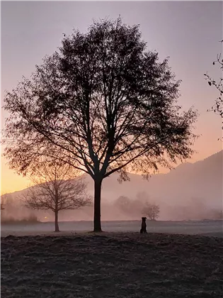 Morgenstimmung Golfplatz