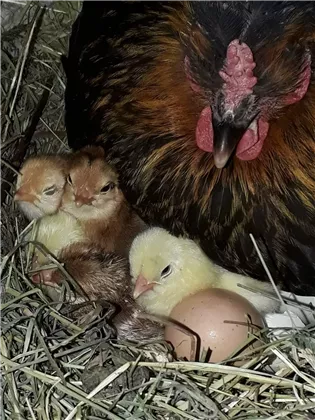 Nachwuchs bei den Hühnern