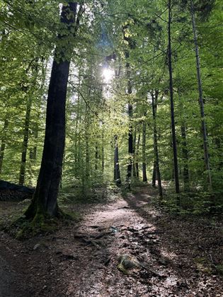 Naheliegender Wald