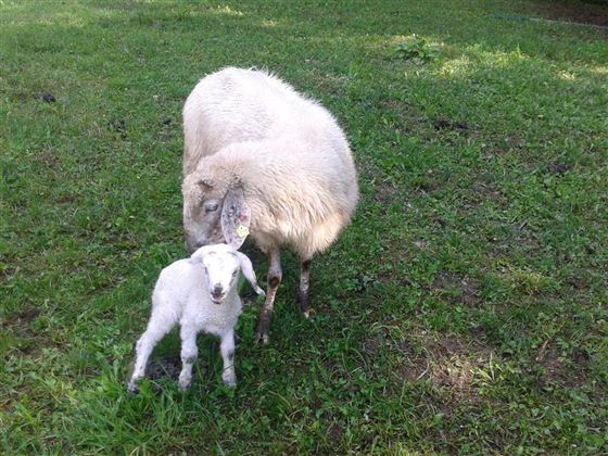Oberseebach Scheffau Tiere