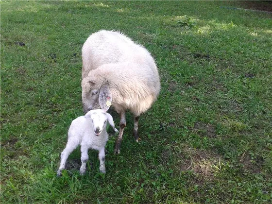 Oberseebach Scheffau Tiere