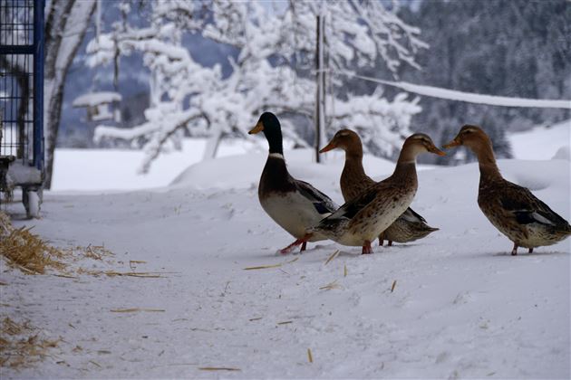 A group of ducks walks across a snow-covered path. Snow-covered trees can be seen in the background.
