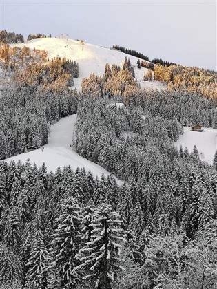 A snowy landscape with dense forests and a illuminated slope in the background. The trees are covered with snow and the scene radiates tranquility and clarity.