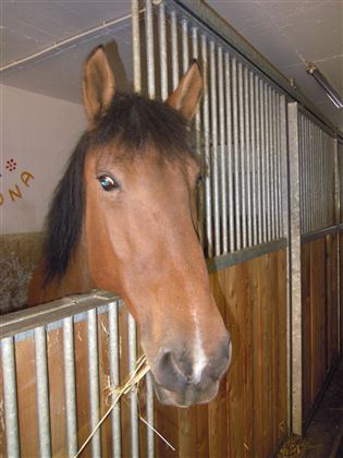 pferd