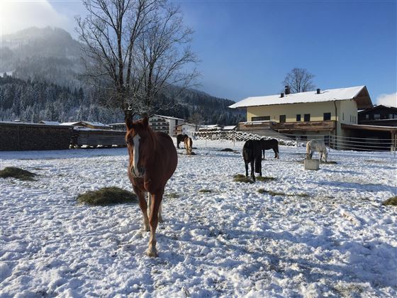 Pferdekoppel im Winter