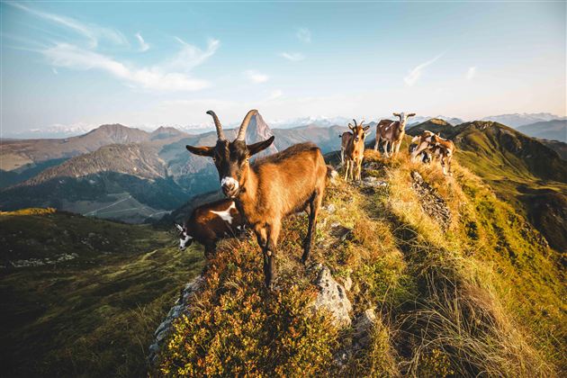Een groep geiten staat op een heuvel in de bergen. Het landschap is groen met een mooi uitzicht op de bergen op de achtergrond.