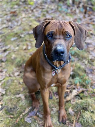 Ridgeback Anton