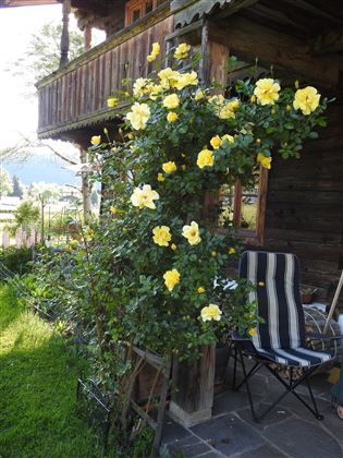 Rosen im Juni