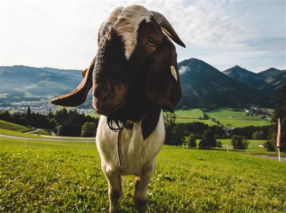 Ruetzen (2021)_Kitzbüheler Alpen - Brixental_Mathä