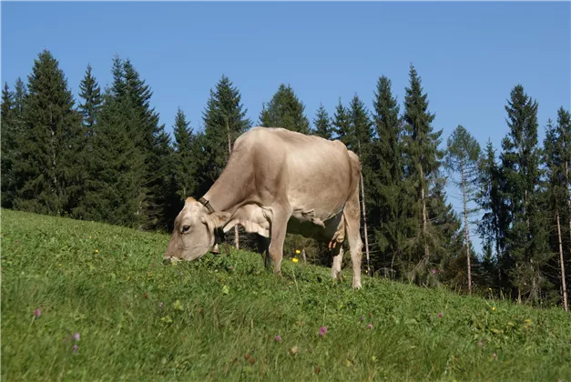 saftige Wiesen umgeben den Hof