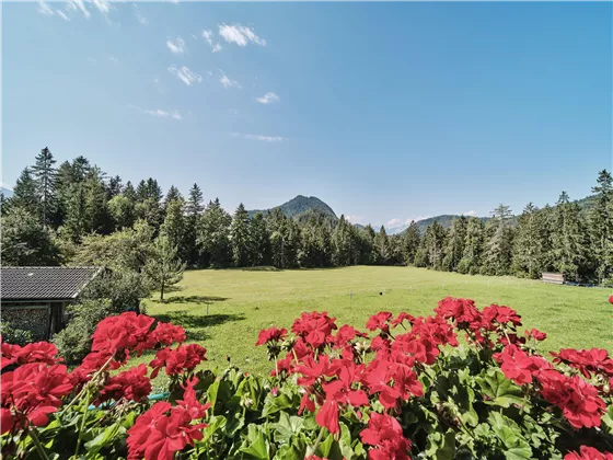 Scheffau_Bärnstatt_Aussicht_WilderKaiser