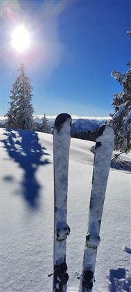 Two skis stand in the fresh, white snow. In the background, there is a bright blue sky with the sun and pine trees visible.