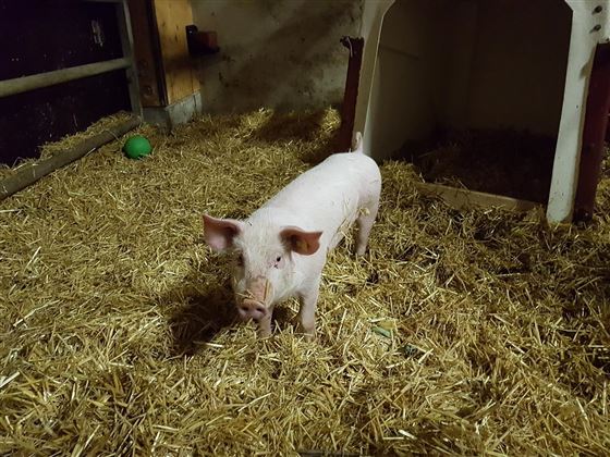 Schwein