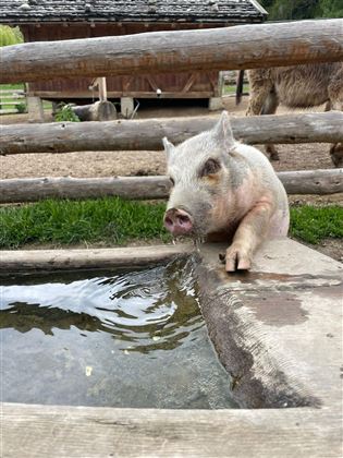 Schwein