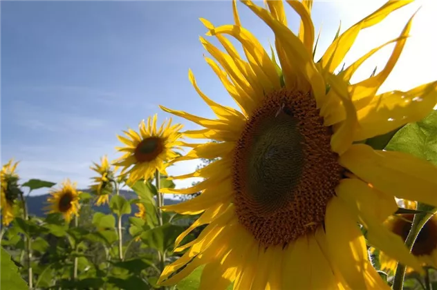 Sonnenblume am Wilden Kaiser