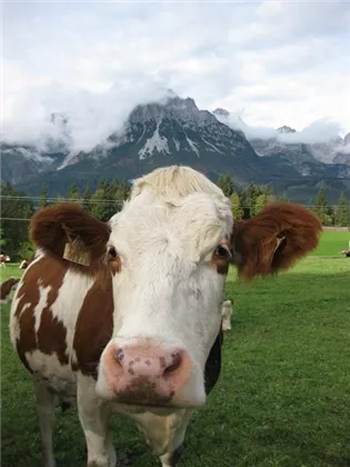 Stier von "Oberleiten"