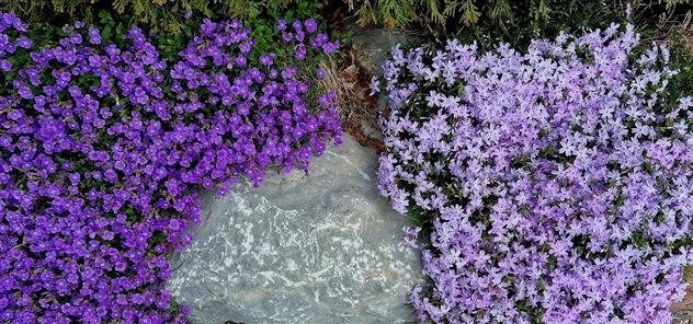 Een mooie tuin met paarse en violet bloemen die een steen omringen. De planten vormen een harmonisch contrast met de natuurlijke omgeving.