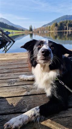 Een hond ligt ontspannen op een houten steiger. Op de achtergrond weerspiegelen de bergen en de lucht zich in het rustige water.