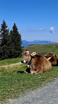 Een gezellige koe ligt op het gras en geniet van de zon. Op de achtergrond zijn groene heuvels en een blauwe lucht te zien.