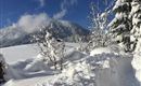 Eine verschneite Landschaft mit schneebedeckten Bäumen und einem klaren blauen Himmel. Im Hintergrund sind sanfte Berge zu sehen.