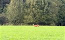 A deer is standing in a green meadow. Trees can be seen in the background.