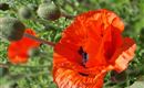 A vibrant red poppy blooms amidst green buds. The flower shines in the sun and draws attention to itself.