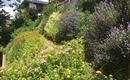 En blomstrende have på skråningen med farverige blomster og lavendel. I baggrunden ses et hus med en grøn have.