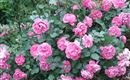 20150610_174843[1]