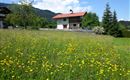 2016_Haus mit Blumenwiese