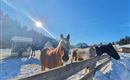 A sunny winter day on a pasture with several horses. The snow covers the ground and the sky is clear and blue.