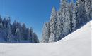 A snowy landscape with tall, snow-covered trees. The sky is clear and blue.