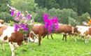 Almabtrieb im Herbst