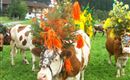 Almabtrieb im September