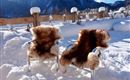 Almflair Chalet Thiersee - Terrasse im Winter