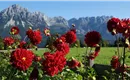 Aussicht Wilder Kaiser