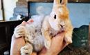Babyhase Kleintierstall