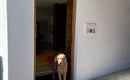 Een hond staat bij de open voordeur en kijkt naar buiten. De ingang is licht en modern ingericht.