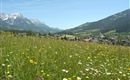 A blooming meadow with colorful flowers and green grass. In the background, mountains and a small village are visible.