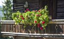 Blumen Balkon