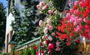 Blumen_Detail Haus außen