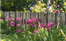 blumen-holzzaun_wilder-kaiser_foto-peter-von-felbe