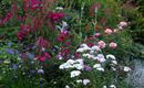 Blumenmeer