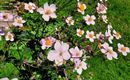Blumenpracht
