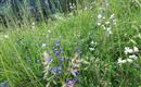 Blumenwiese