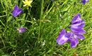 Blumenwiese 1