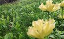 Blumenwiese 2