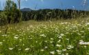 Blumenwiese vor dem Haus